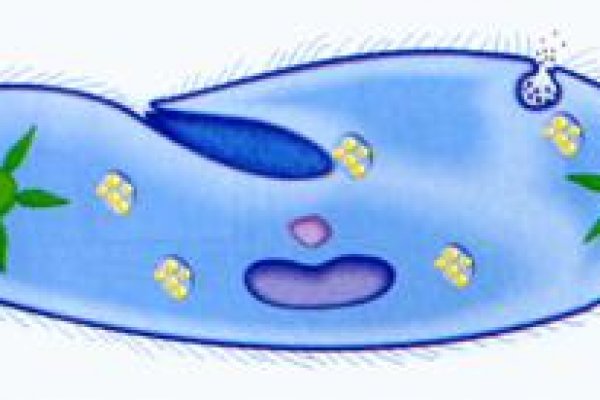 Kra44.at