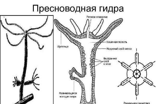 Сайт вместо гидры