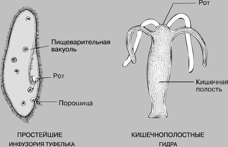 Kraken рабочее зеркало onion